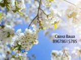 Знакомства у свахи, Услуги свахи, Сваха ваша / Екатеринбург